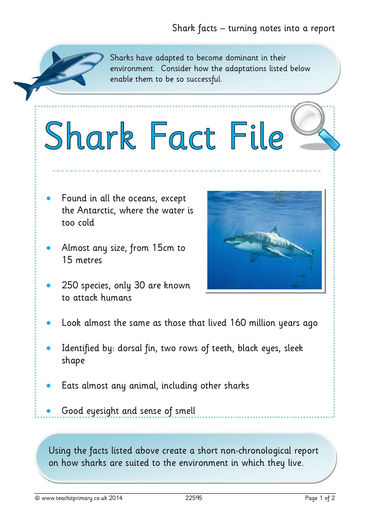 Shark