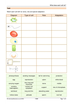 What does each cell do?